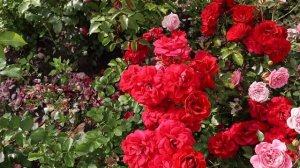Обильноцветущие плетистые розы. Обзор лучших сортов! Сорта Новинки, сравнение!