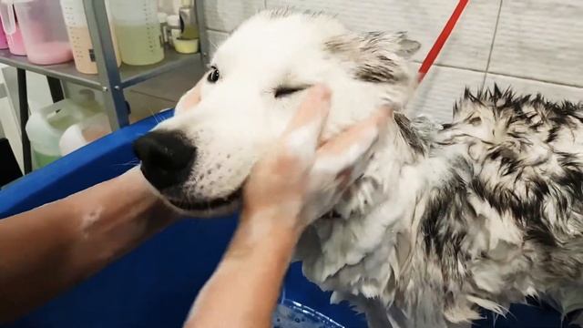 Моем Хаски. Экспресс-линька. Груминг смотреть онлайн