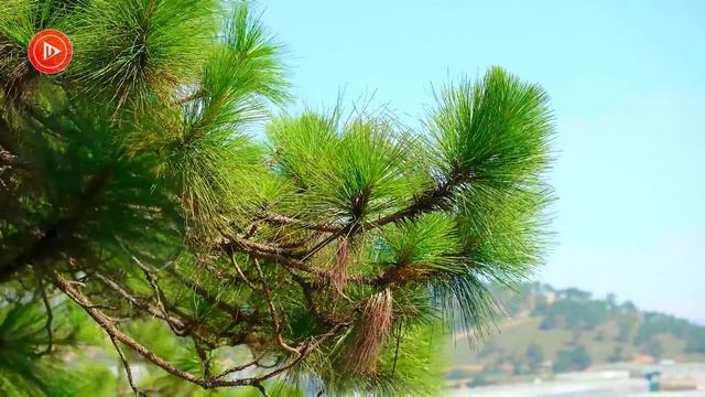 Deep Sleep Music - Piano Music lightly, soothing help you sleep well - DM Music смотреть онлайн