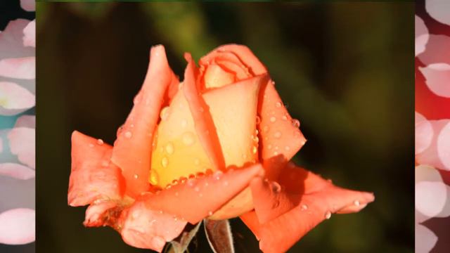 Мир цветов смотреть онлайн