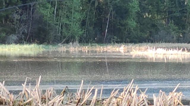 Лещ на боковой кивок (летняя мормышка) смотреть онлайн