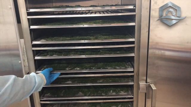 ?ПРОМЫШЛЕННАЯ СУШКА ?УКРОПА И ?ПЕТРУШКИ В ИНФРАКРАСНОМ ШКАФУ(КАМЕРЕ) — УКРСУШКА смотреть онлайн