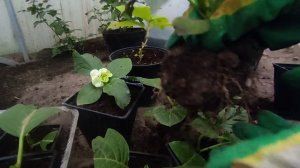 Как сохранить укоренённые черенки крупнолистной гортензии? до весны