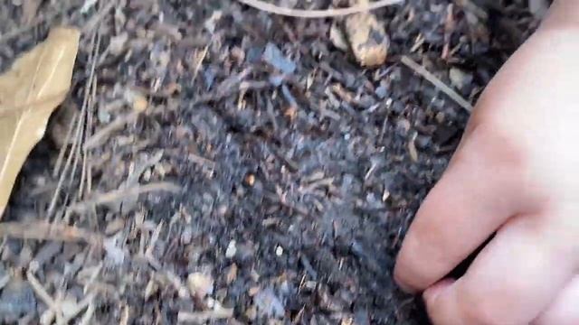 BUG HUNT ADVENTURE THROWBACK!! MAGGOT, Lizard, FIRE ANTS, Roly Poly, COCOON, WORMS & MORE for KIDS! смотреть онлайн