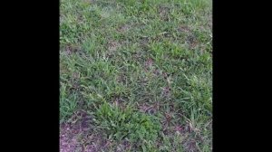 Рация Baofeng BF-T3 - обзор в работе. Рация для охоты, рыбалки, туризма и детям.