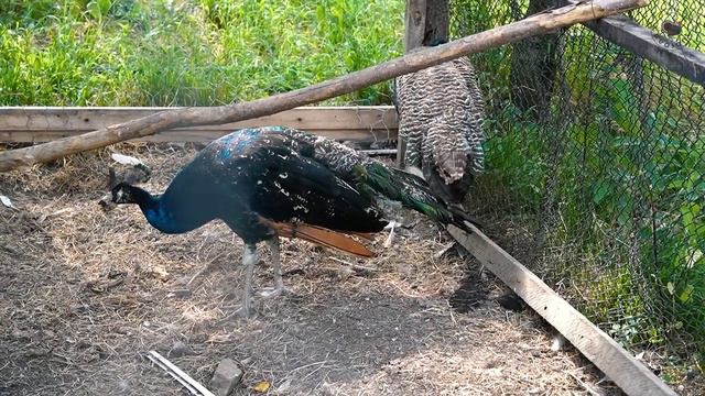Домашняя шаурма с курицей! Азербайджанская Кухня Деревенская Кухня Рецепты смотреть онлайн