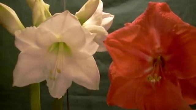 Amigo crossed with Christmas Gift amaryllis bulb Hippeastrum смотреть онлайн