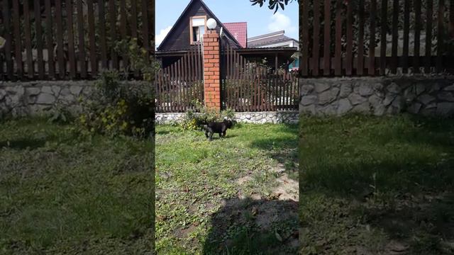 Американский булли, мальчик, 4 месяца смотреть онлайн