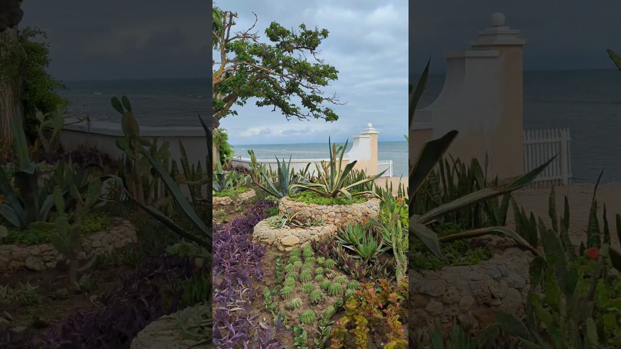 Кактусовый уголок на набережной Горького в Евпатории #shotrs #крым2024 #море смотреть онлайн