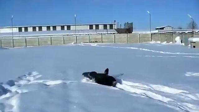 Изображение 032.mov смотреть онлайн