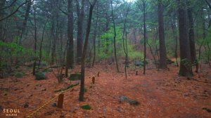 Relaxing Walk in the Rain Forest and Nature Sounds for Sleep