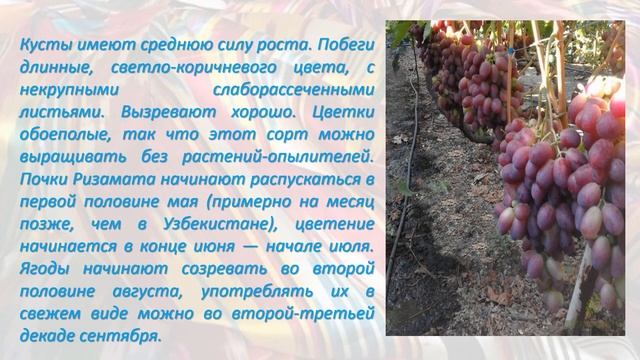 Ризомат виноград смотреть онлайн