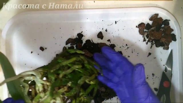 ДВЕ КРАСОТКИ ПРОСЯТ ПОМОЩИ! Пересаживаю орхидеи. А всё ли правильно я делаю? ? смотреть онлайн