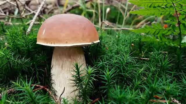 Ошо - Вечерние медитации, 05. Играй с жизнью, озвучивает Nikosho. смотреть онлайн