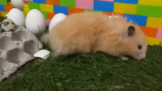 хомяк в лабиринте яиц #hamster_in_the_egg_maze #hamster смотреть онлайн