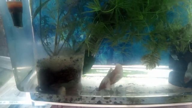 Петушки Дамбо (курочки) смотреть онлайн