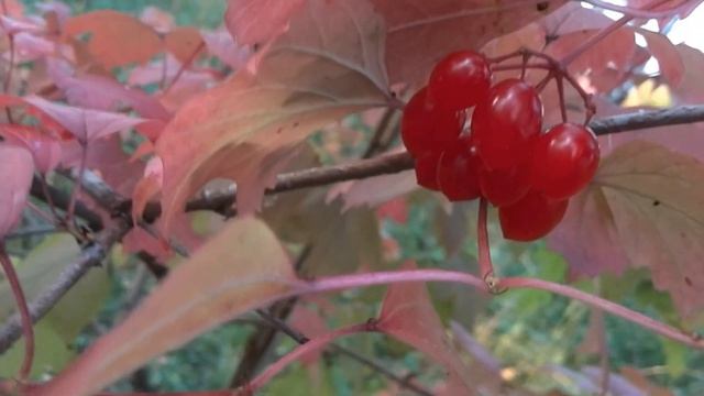 ОСЕННИЙ VLOG 5 шорох опавших листьев, велики, белка | РусаяРумяная смотреть онлайн