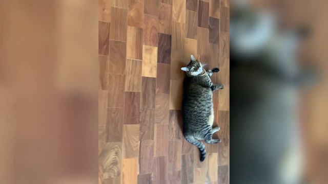 🩸 Why Does My Cat Bite Me? | Furry Feline Facts смотреть онлайн