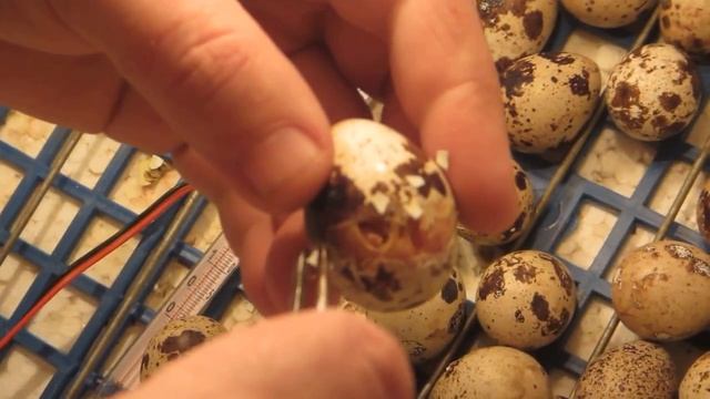 Помощь в вылупливании птенца перепелки № 1 birth of nestling смотреть онлайн