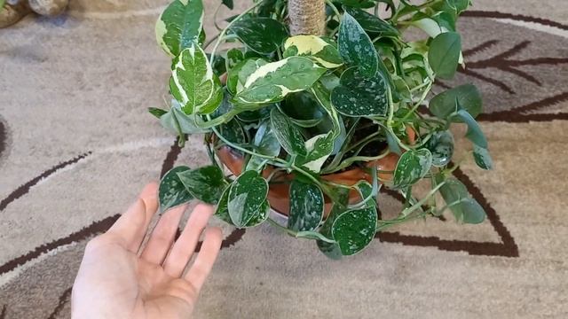 ??Мои сциндапсусы. Pictus Trebie, Marble Queen, Silver Ann, N'joy, Moonlight... . Запорожье. Украин