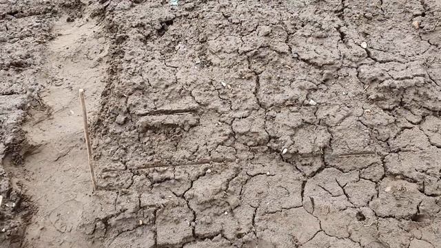 Сколько нужно рассады?? Как рассчитать? / Заполняем кассеты субстратом ./ Местные дикие утки./ смотреть онлайн
