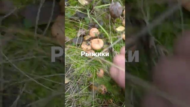 сбор рыжиков смотреть онлайн