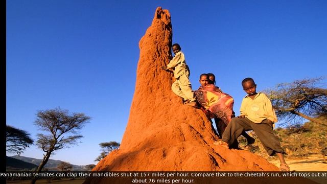Termite Facts | Incredible Facts About Termites | Facts About Termites For Kids With Audio | NoNaTV
