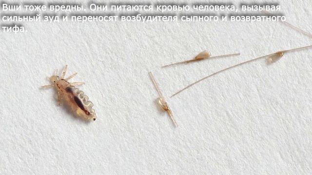 28. Насекомые вредители культурных растений и переносчики заболеваний человека. Биология 7 класс смотреть онлайн