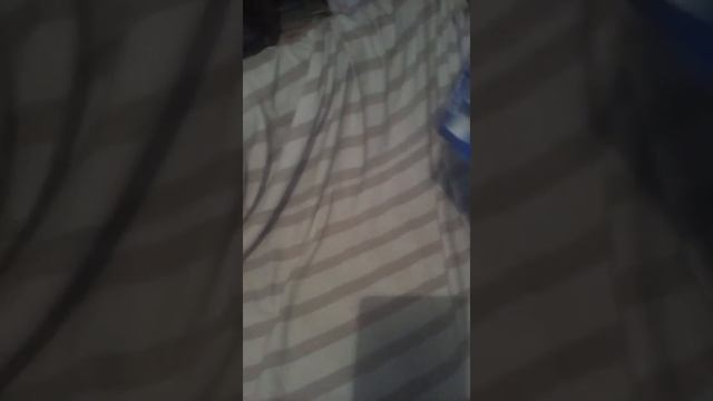 Распаковываю золотого маньчжурского скорпиона из &ko смотреть онлайн