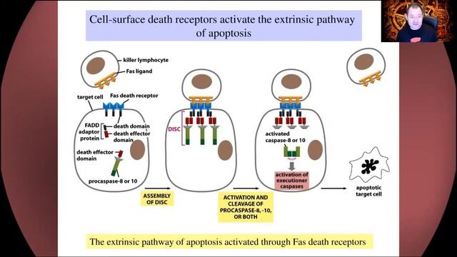 Apoptosis and Cell Death. Science on the Edge. смотреть онлайн