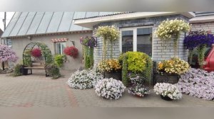 Петуния Opera Supreme Lemon.