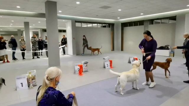 Фараонова собака на выставке собак смотреть онлайн