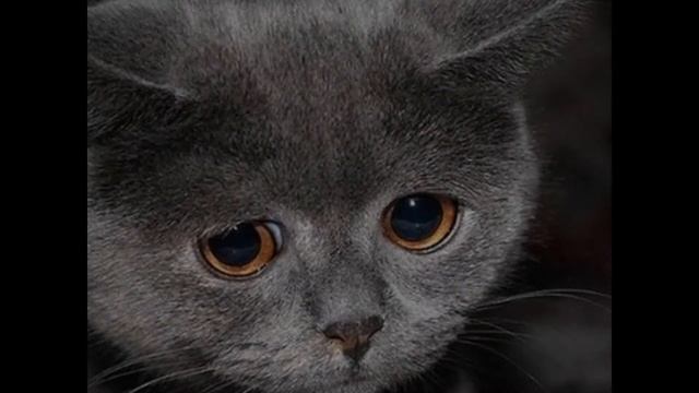 Бездомный кот (Сергей Грешилов) смотреть онлайн