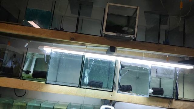 Личинка неона, данио и петушки на нерест, лопнул аквариум смотреть онлайн