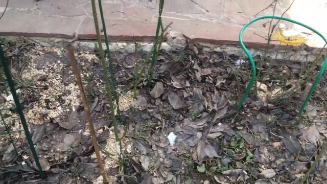 Обрезка розы 