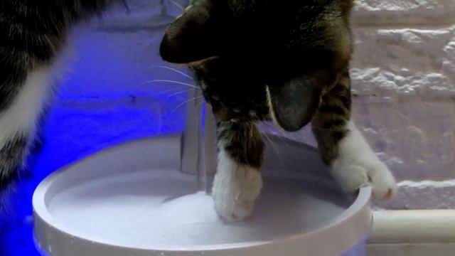 Автопоилка для кошек. Как приучить котенка пить воду? Смешной котенок играет с водой. смотреть онлайн
