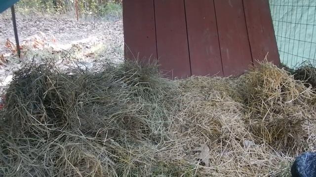 Free Range Rabbits! смотреть онлайн