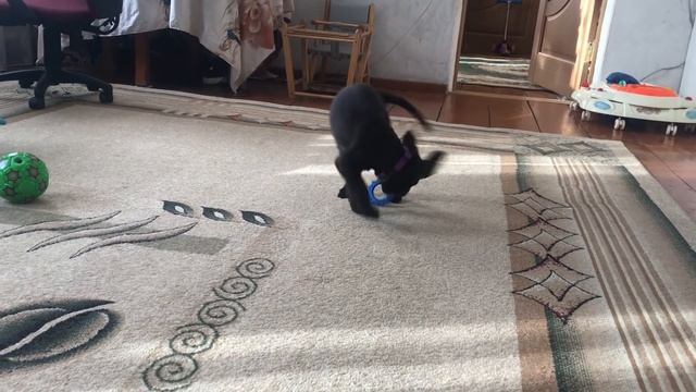 КУПИЛИ ДОМ! КУРЫ В ПОДЗЕМНОЙ ТЕПЛИЦЕ. ЗИМНИЕ РАЗВЛЕЧЕНИЯ В ДЕРЕВНЕ! СЕМЬЯ В ДЕРЕВНЕ! НАША ФЕРМА! смотреть онлайн