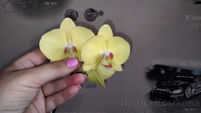 Орхидея под номером 6149. должна быть биг липом. смотреть онлайн