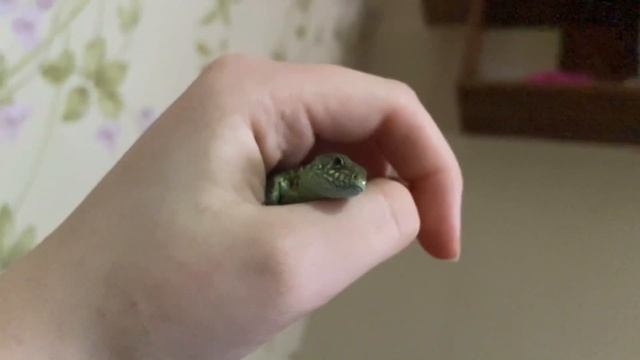 + и - содержания прытких ящериц !/Стоит ли заводить ящерицу?/lizards/ смотреть онлайн