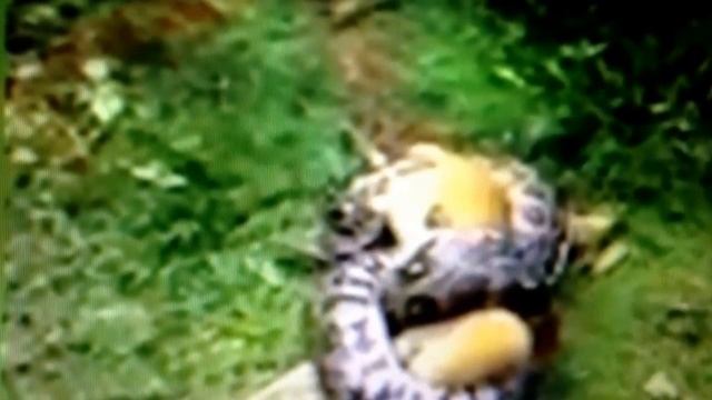 PYTHON DEMON DELIVERANCE: " THE SERPENTINE SPIRIT" "DELIVERANCE FROM PYTHON SPIRIT" смотреть онлайн