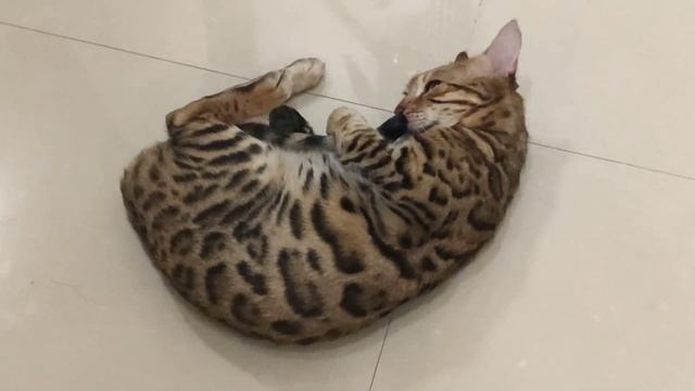 6 ПРИЧИН НА КОРИСТЬ КОТА В ДОМІ АБО ЯК КОТИ ВПЛИВАЮТЬ НА ЗДОРОВ'Я ЛЮДИНИ #CAT_UA смотреть онлайн