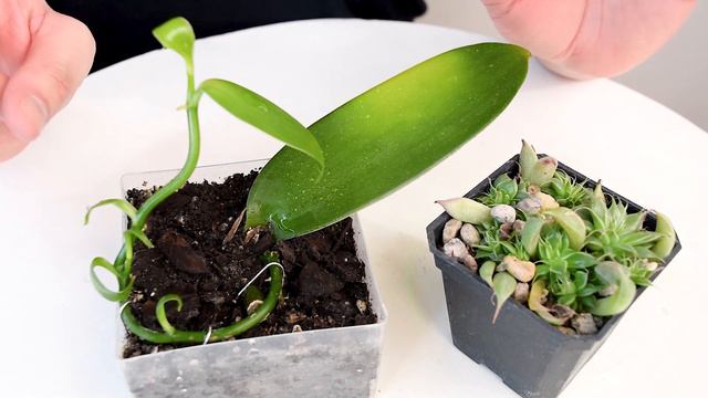 🚫 ¡¡NO RETIRES las HOJAS a tus PLANTAS nunca!! ☘️ | ¿Es necesario? | PROPAGAR por HOJA смотреть онлайн