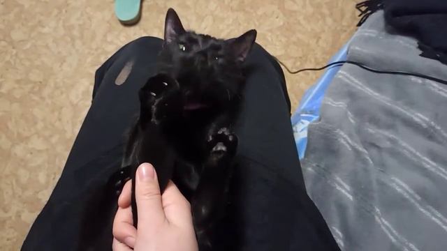 BlackCat Пума-Ума - вылизывание на коленях под Стрим Марго смотреть онлайн