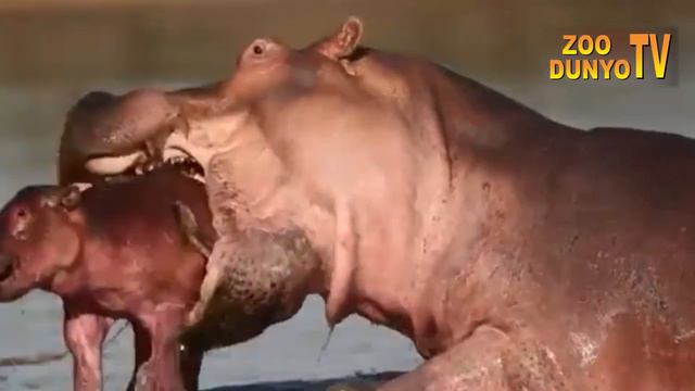 BEGEMOT, AFRIKANING ENG TAJOVUZKOR JONZOTLARIDAN BIRI, ULARGA ASLO YAQINLASHA KO'RMANG! смотреть онлайн
