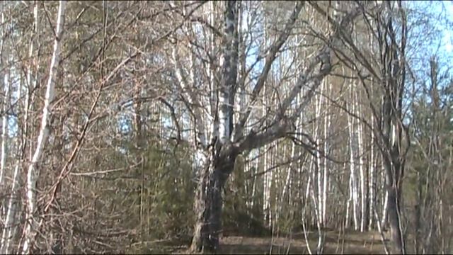 "Коп" без монет... #11 смотреть онлайн