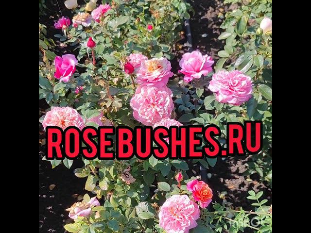 саженцы роз семейного питомника растений rosebushes.ru от Ксении и Михаила смотреть онлайн