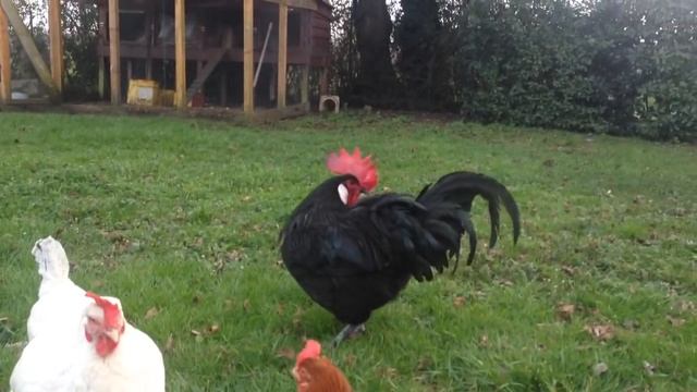 La poule de Barbezieux Plus gros coq de France et d'Europe (Hen of Barbezieux) смотреть онлайн