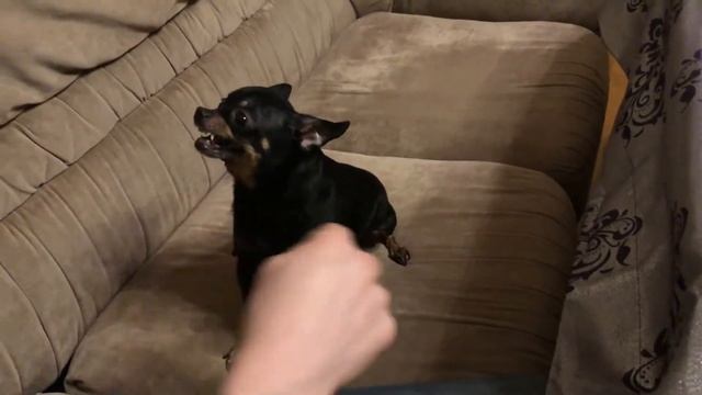 50 оттенков) Такой милый и злой щенок Укусил хозяина, жесть, собака псих Funny crazy dog смотреть онлайн