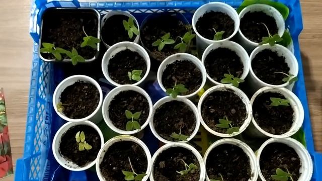 Ипомея-выносливая однолетняя лиана. Мой опыт посадки и выращивания. смотреть онлайн